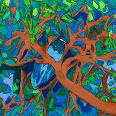 A Very Pretty Peacock in a Pear Tree